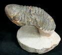 Large Reedops Trilobite on Pedestal - #6923-1
